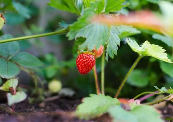 Does Gardening Improve Dementia?