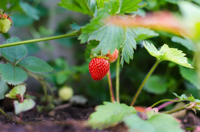 Does Gardening Improve Dementia?