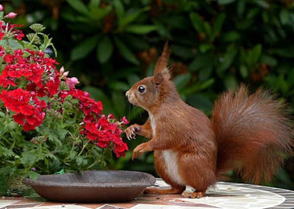 What do I need to create a dementia friendly outdoor space?