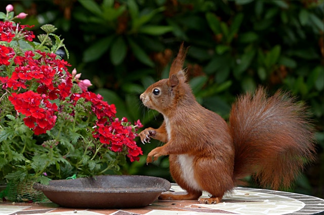 What do I need to create a dementia friendly outdoor space?